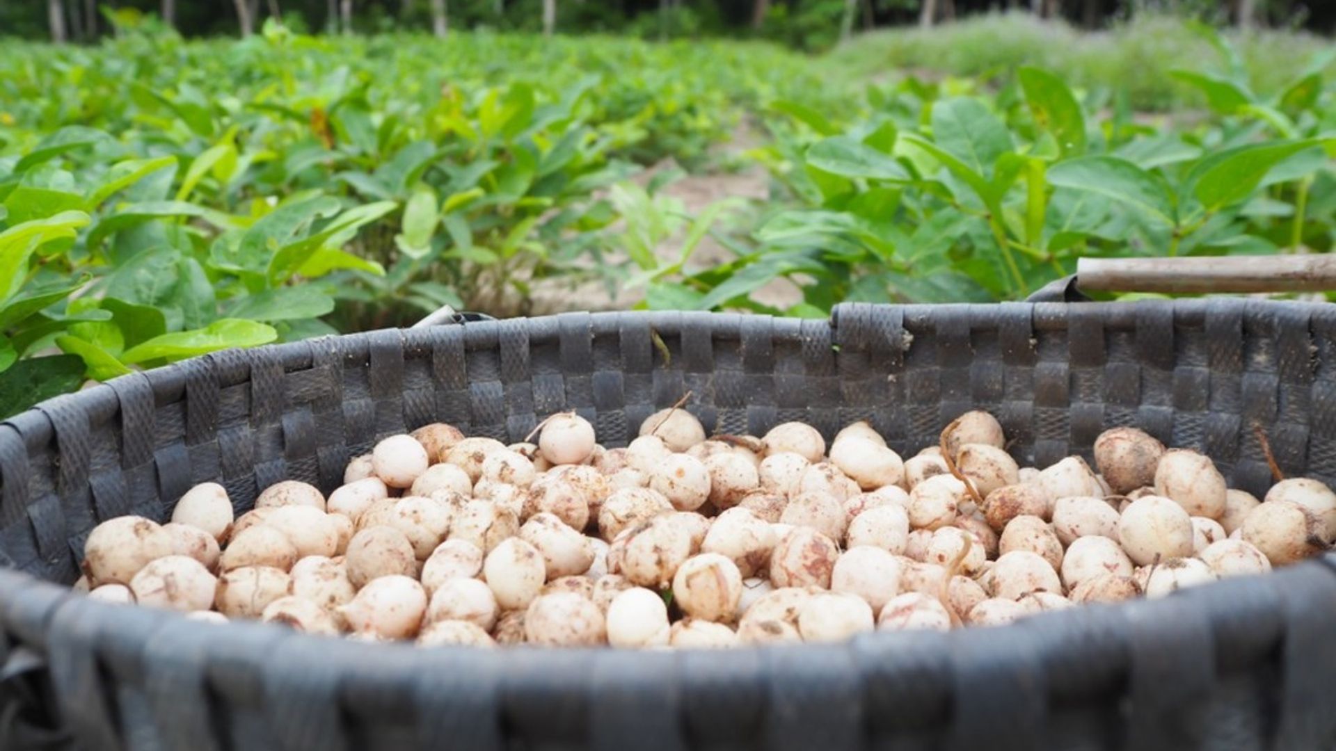Image of bambara nuts in a basket after harvest