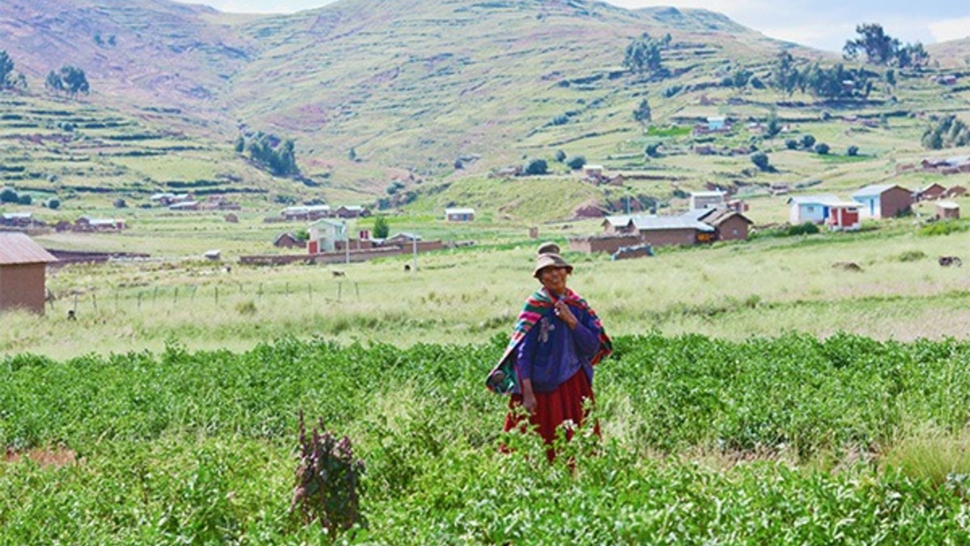 Image of a Peruvian producer