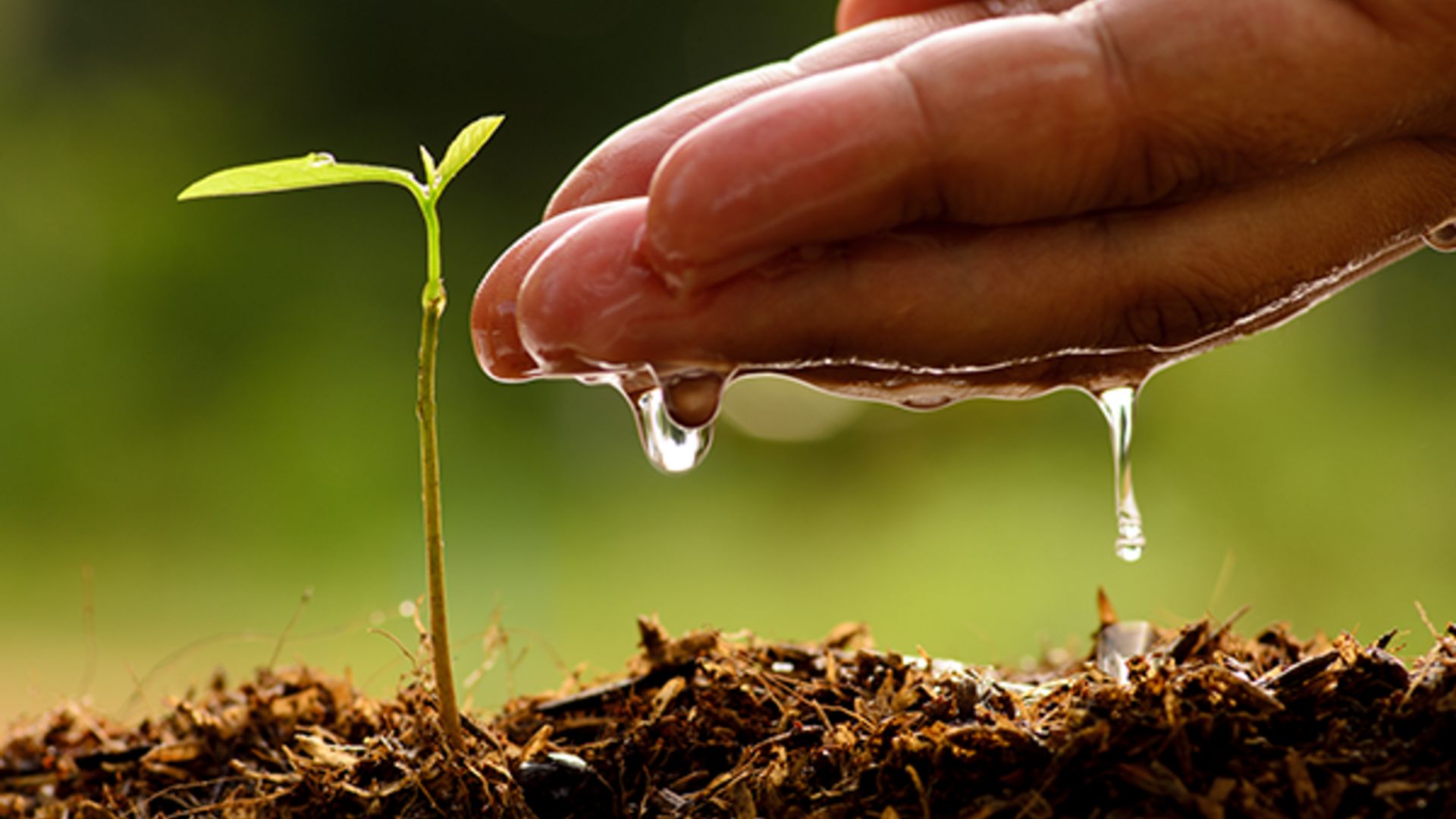 Image of a producer watering a seedling