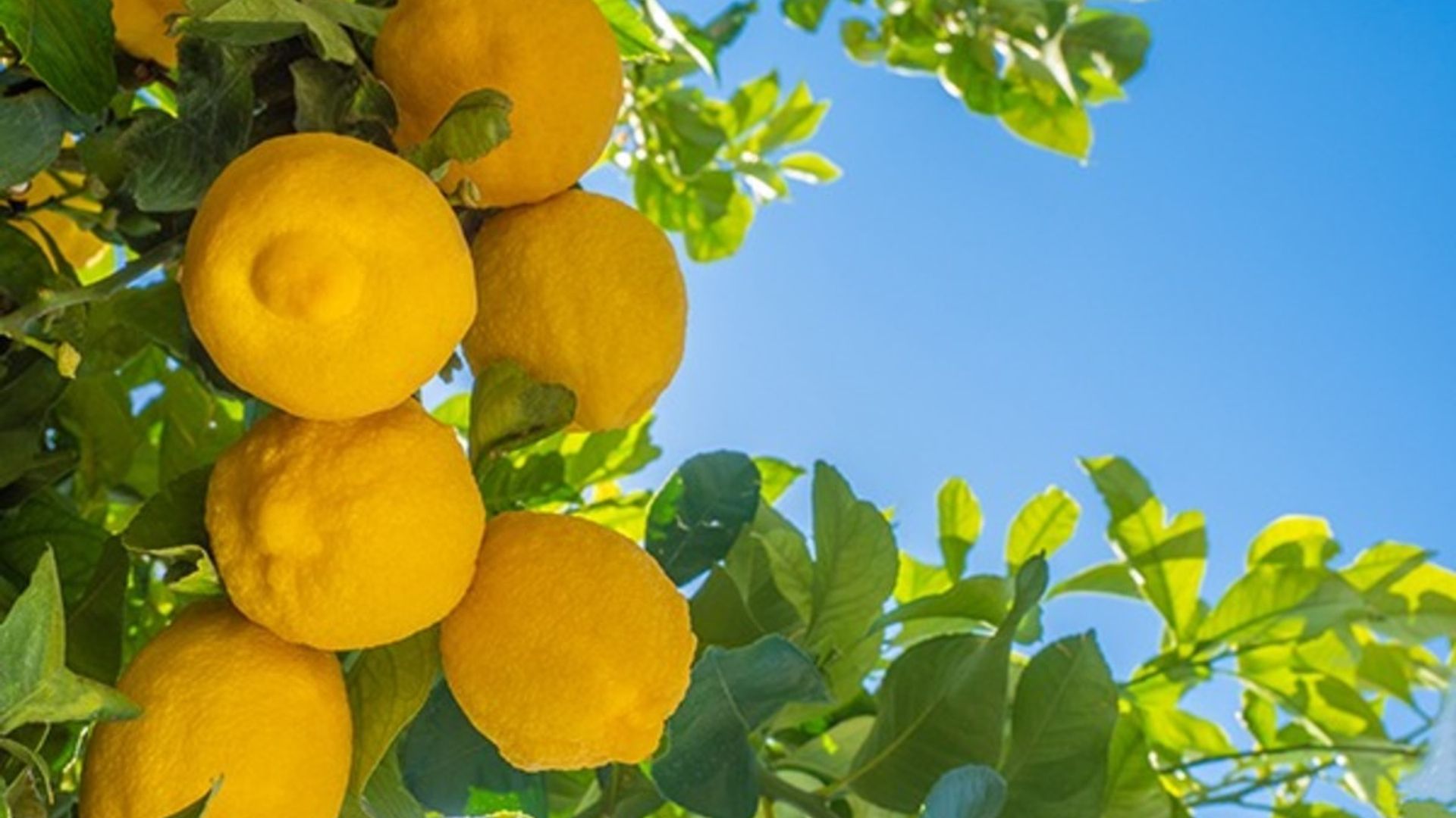 Image of lemons on a fruit farm