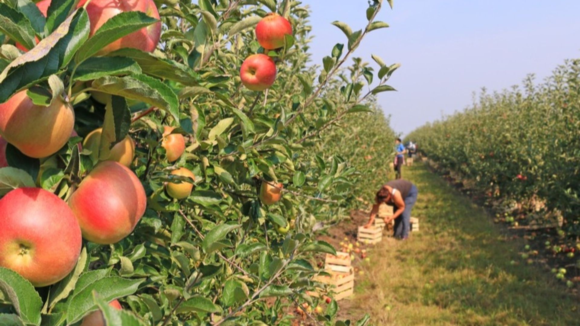 Image of farm workers harvesting apples in an orchard
