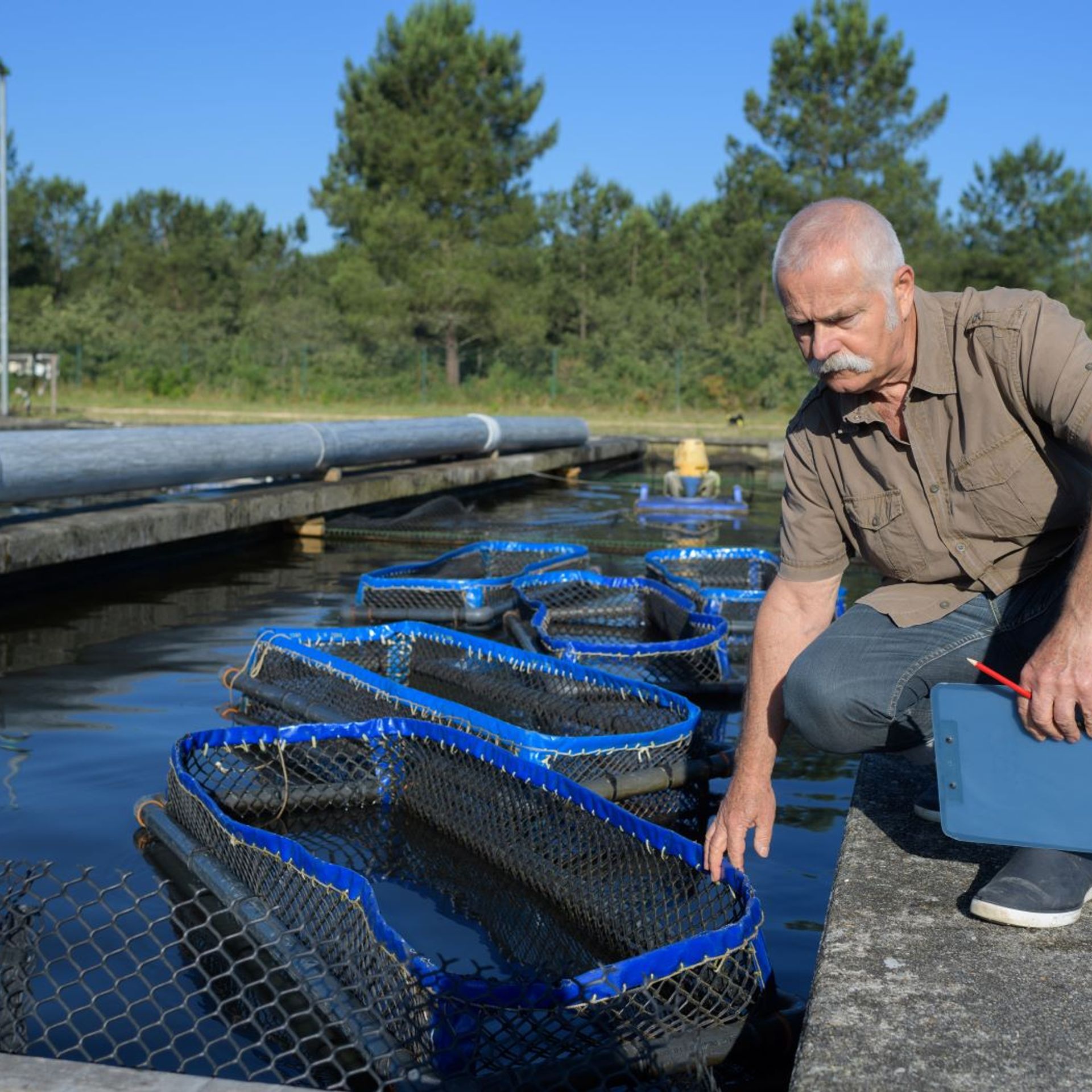 Image of an aquaculture producer monitoring fish on the farm