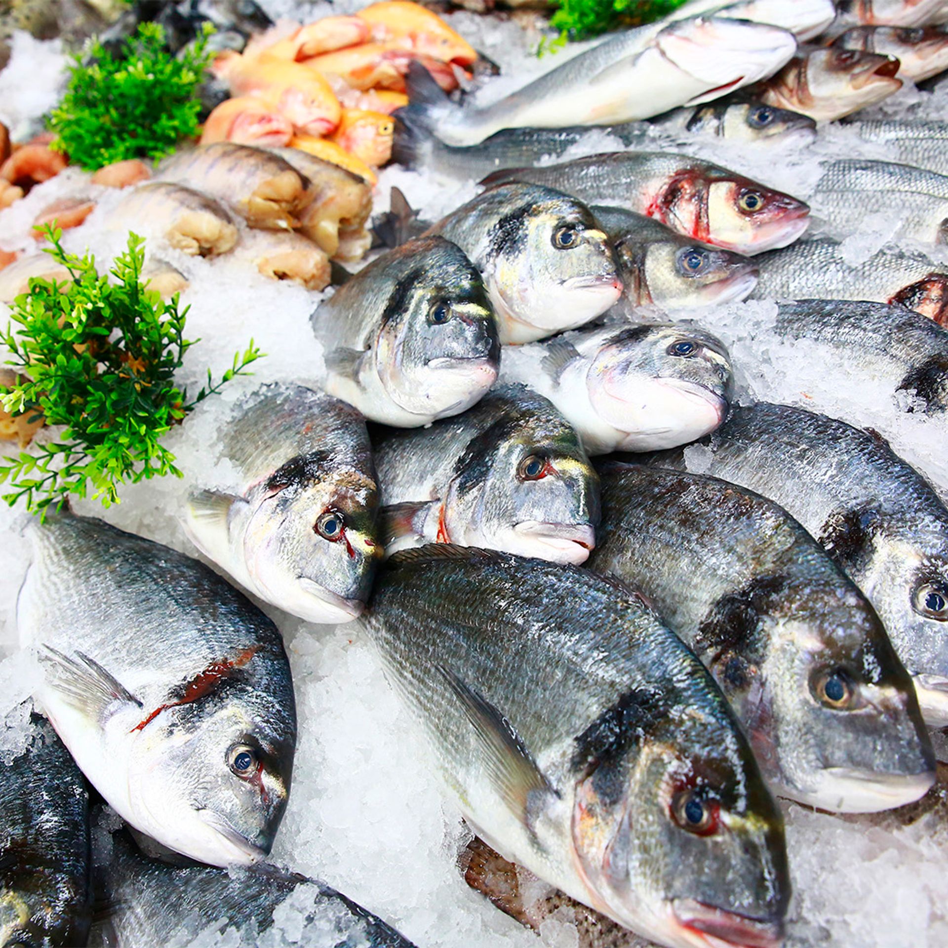 Image of a fresh fish counter in a retail store