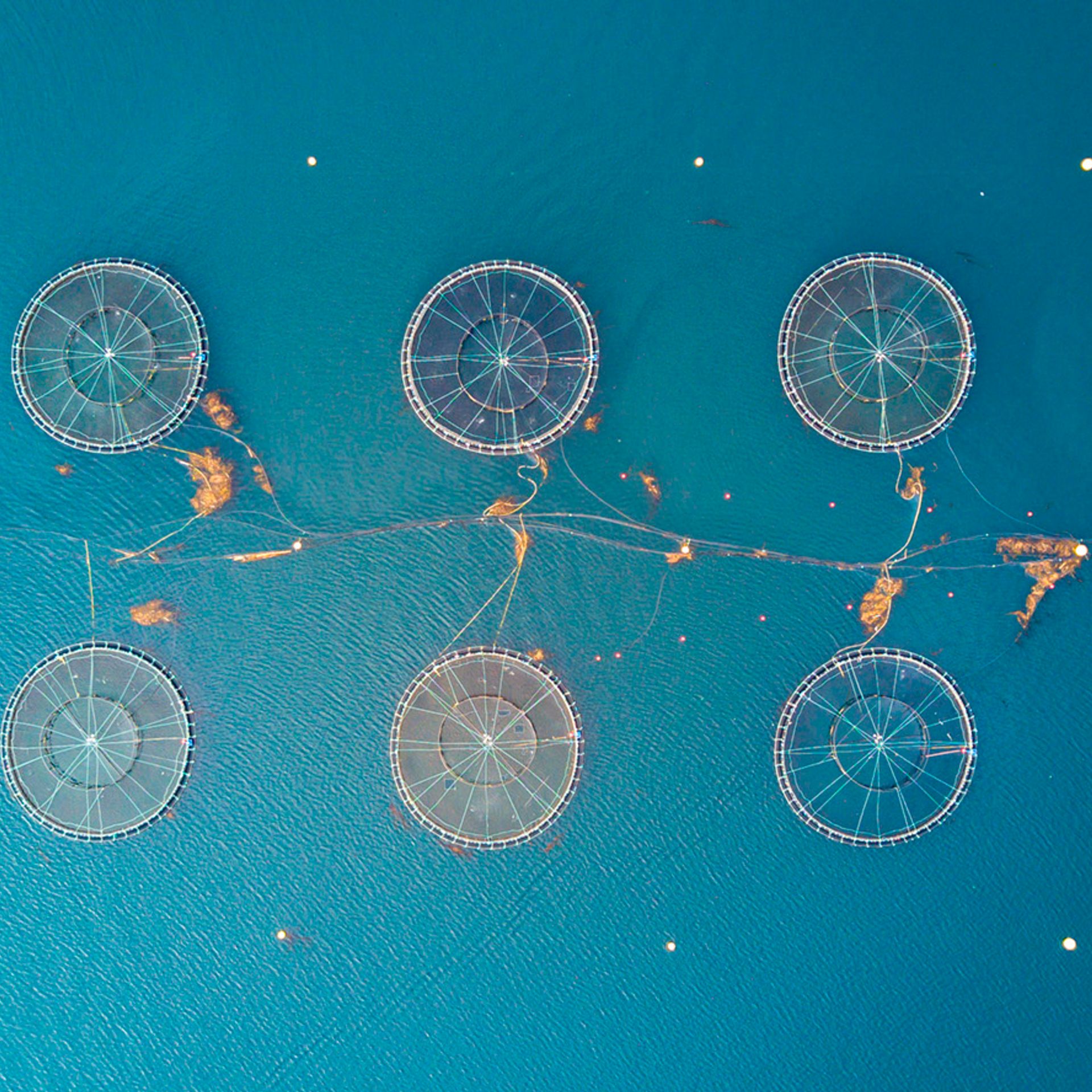 Image of net enclosures from an aquaculture farm from above
