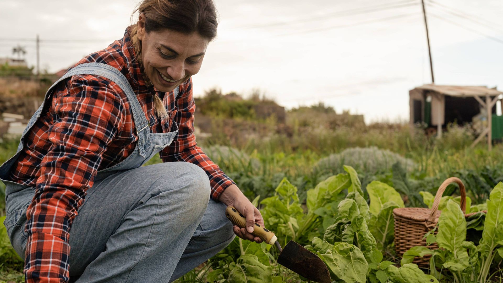 Image of a worker harvesting lettuce in a field