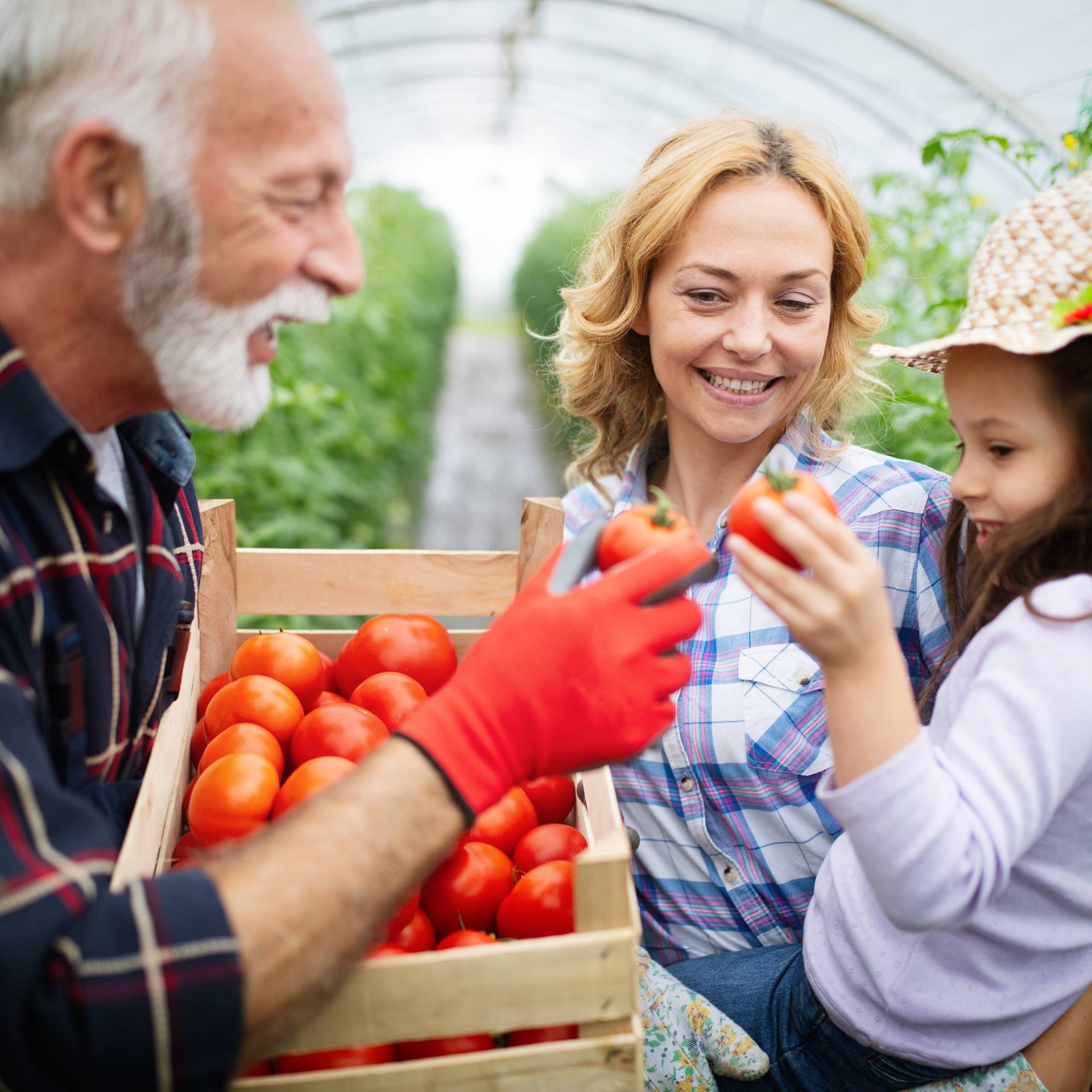 Image of a producer showing fresh produce to a family in a greenhouse