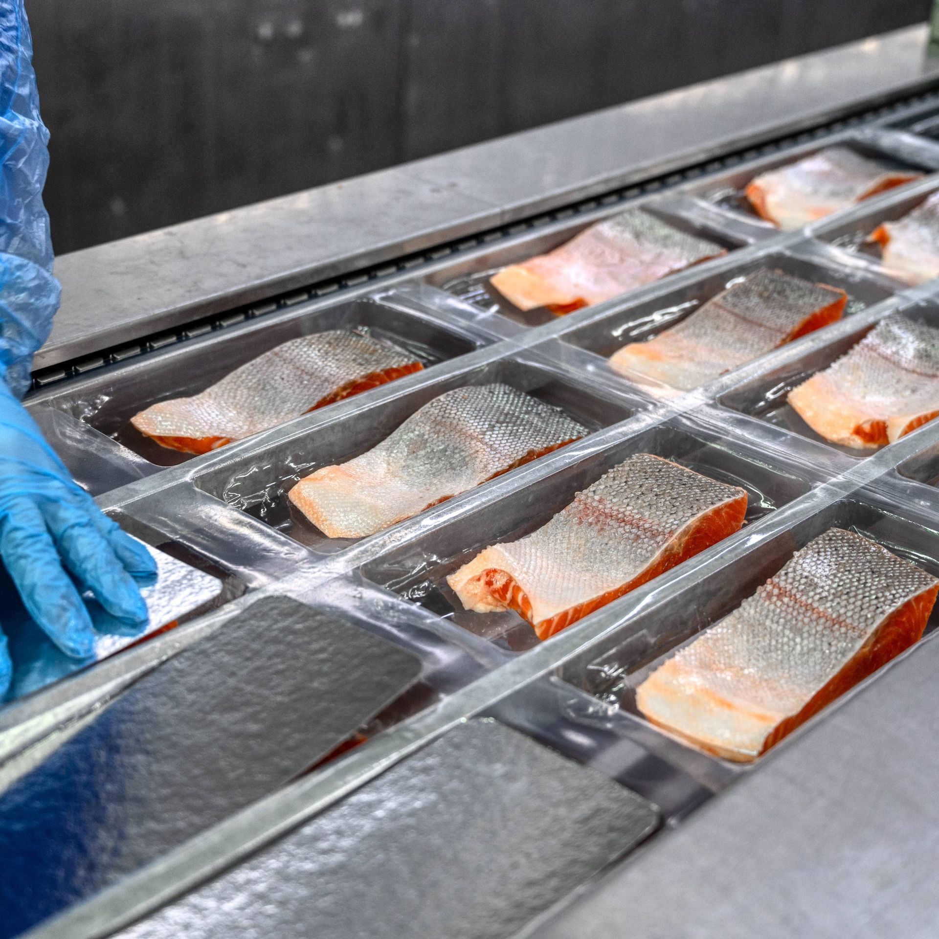 Image of a seafood processor packing salmon