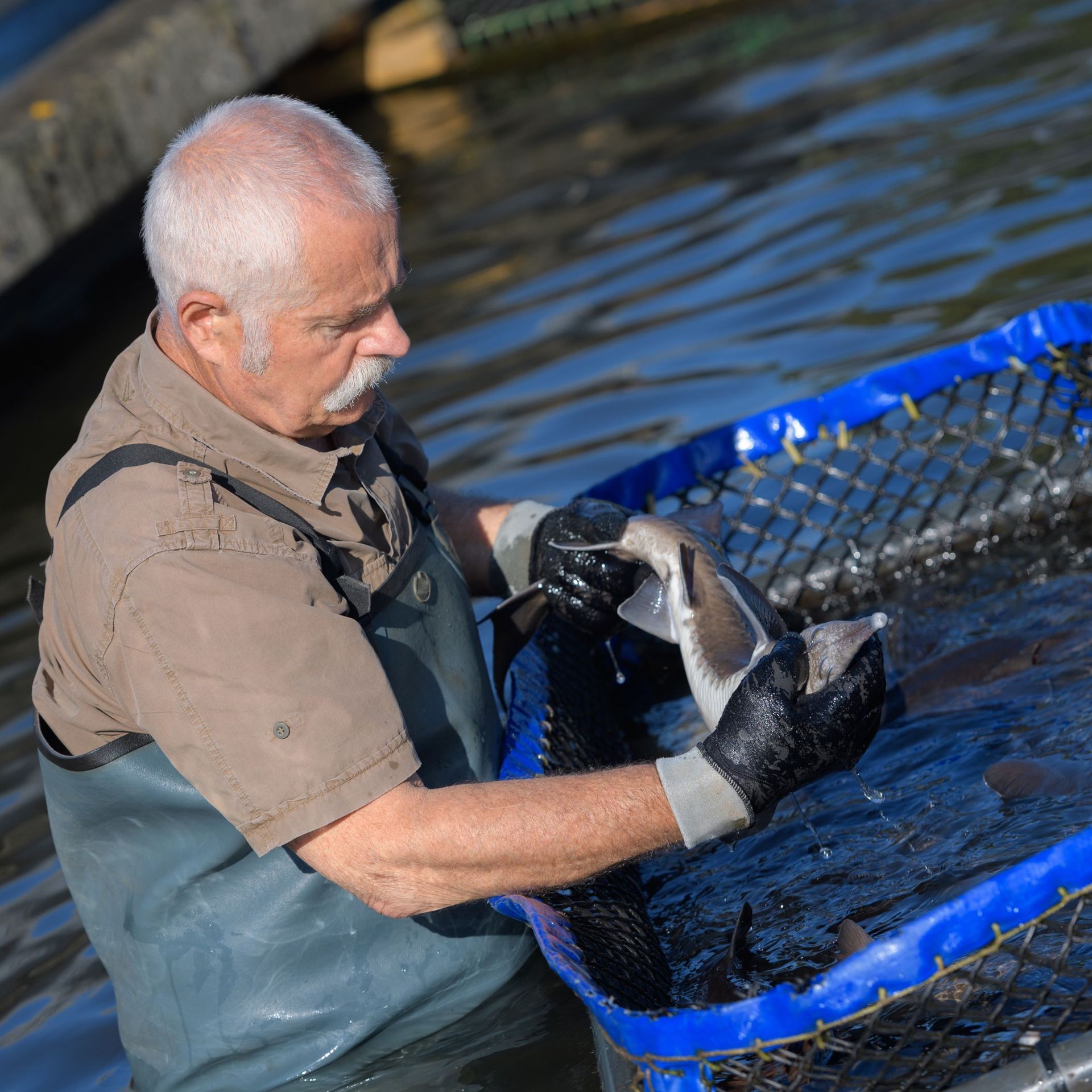 Image of a worker on an aquaculture farm handling salmon 