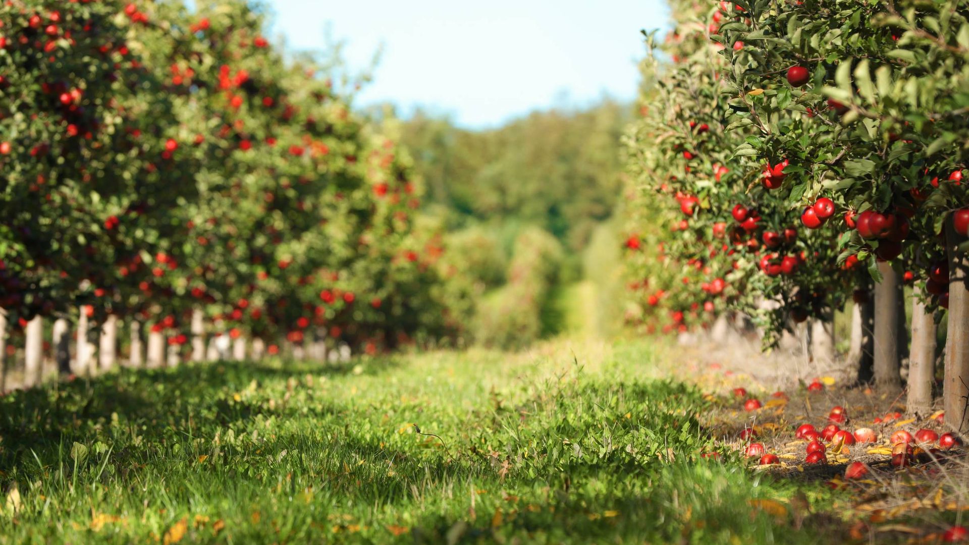 Image of an apple orchard
