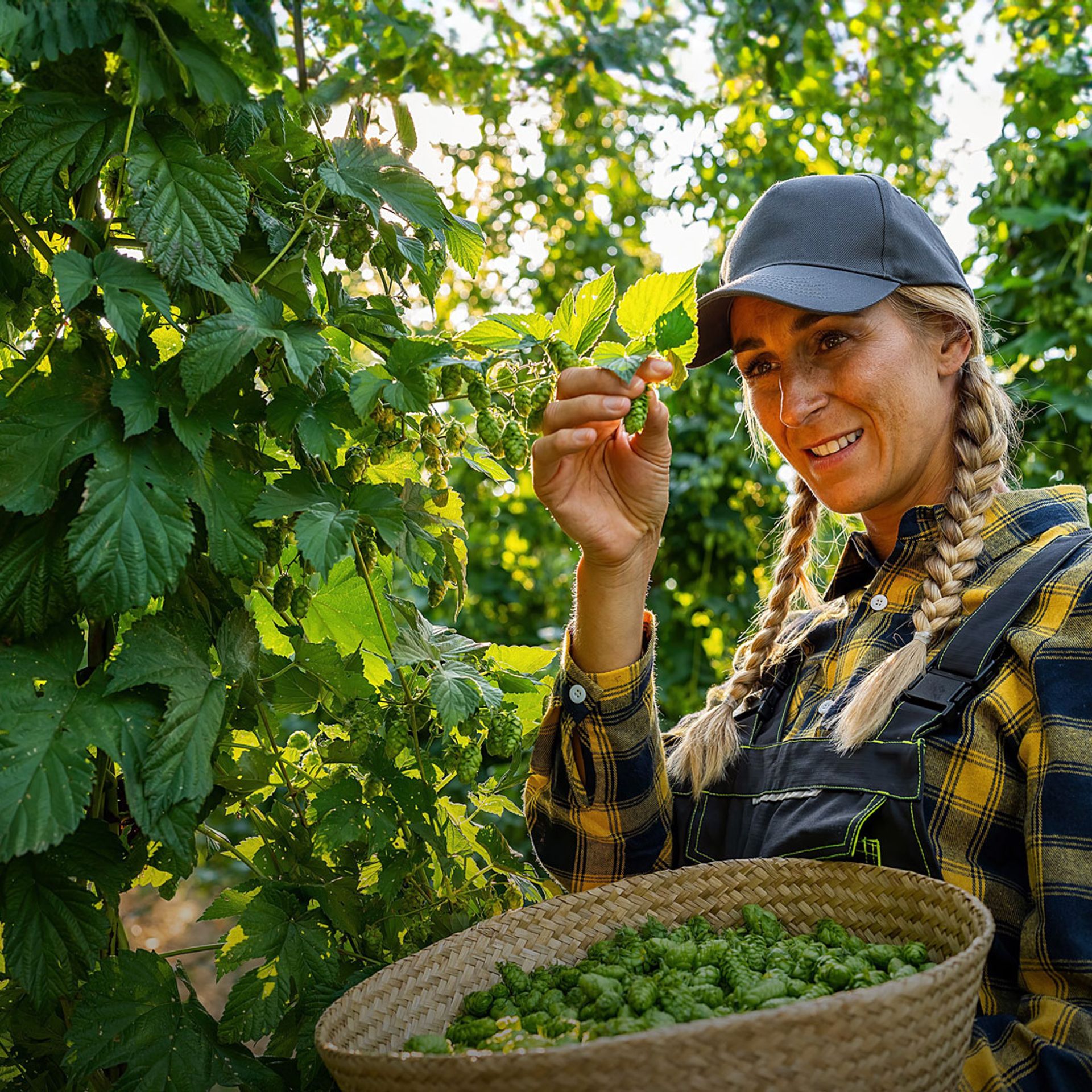 Image of a producer harvesting hops on a farm
