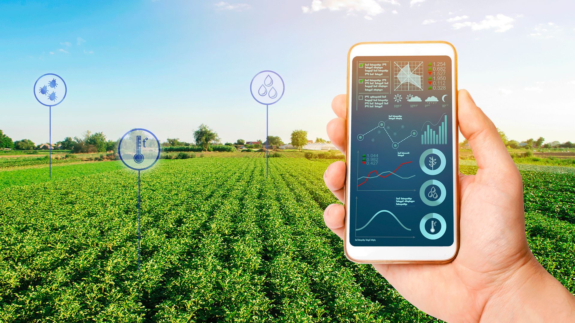 Image of a producer analyzing farm metrics on a smartphone