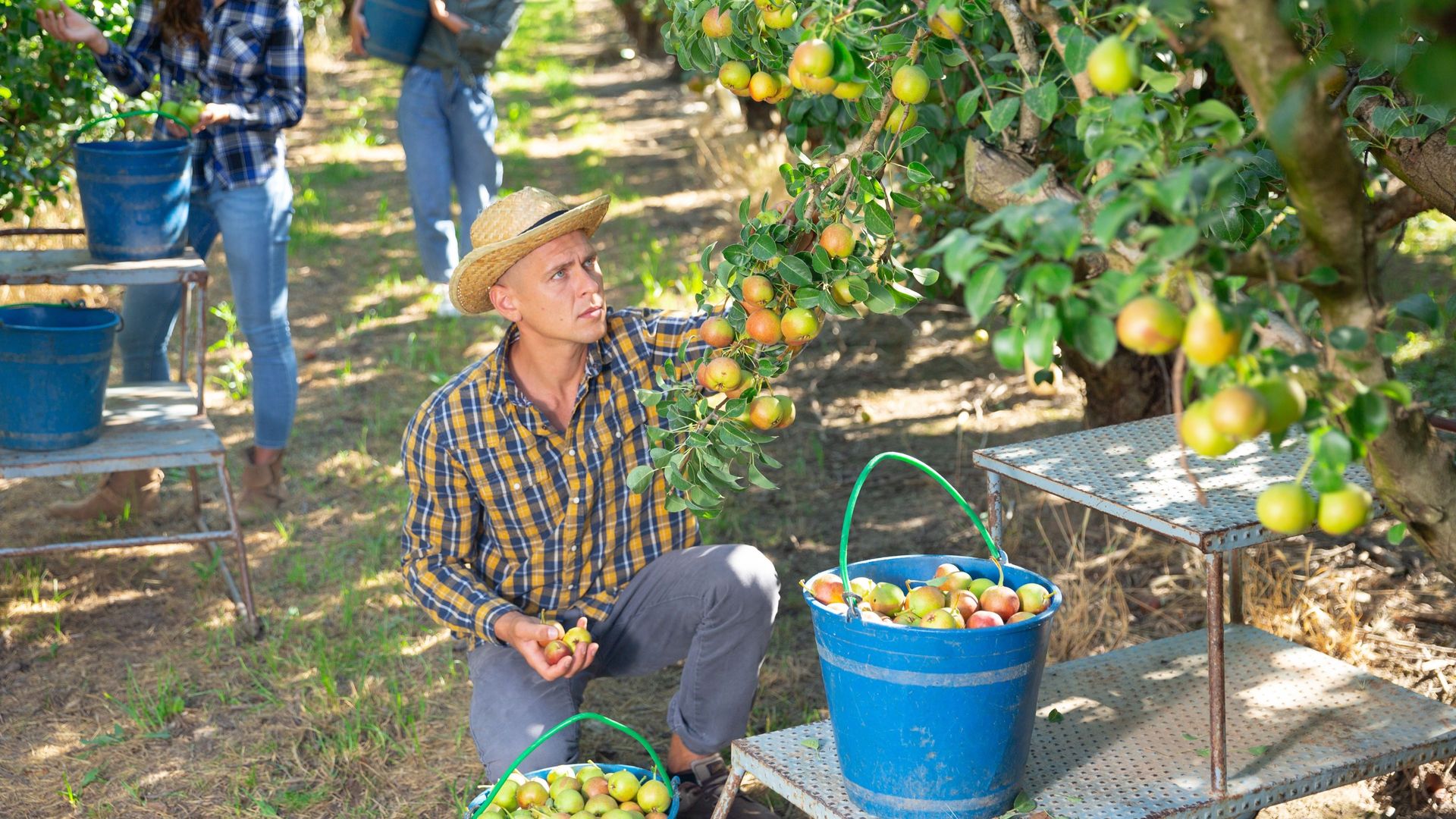 Farm workers pick apples in an orchard