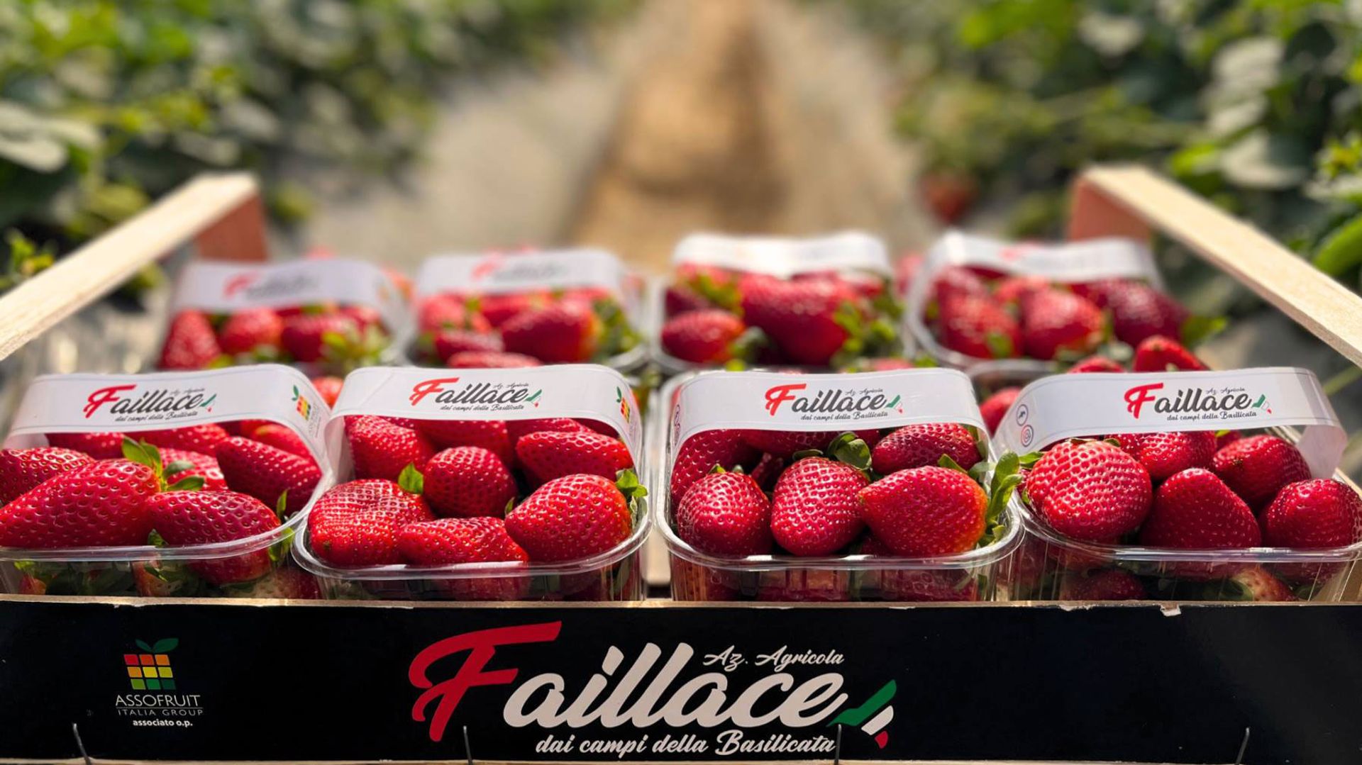 Strawberries from Roberto Faillace farm in Italy, the first farm to achieve certification to GLOBALG.A.P. IFA v6 Smart. 