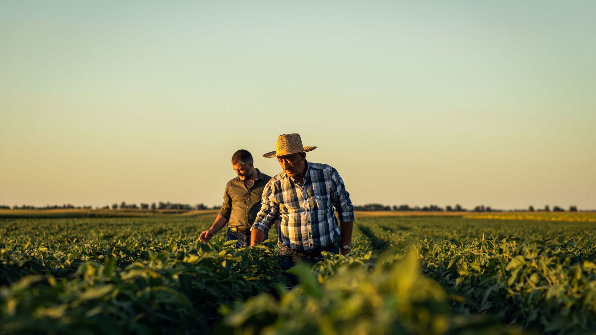 Two farmers standing in a field examining their crop under a clear sky.