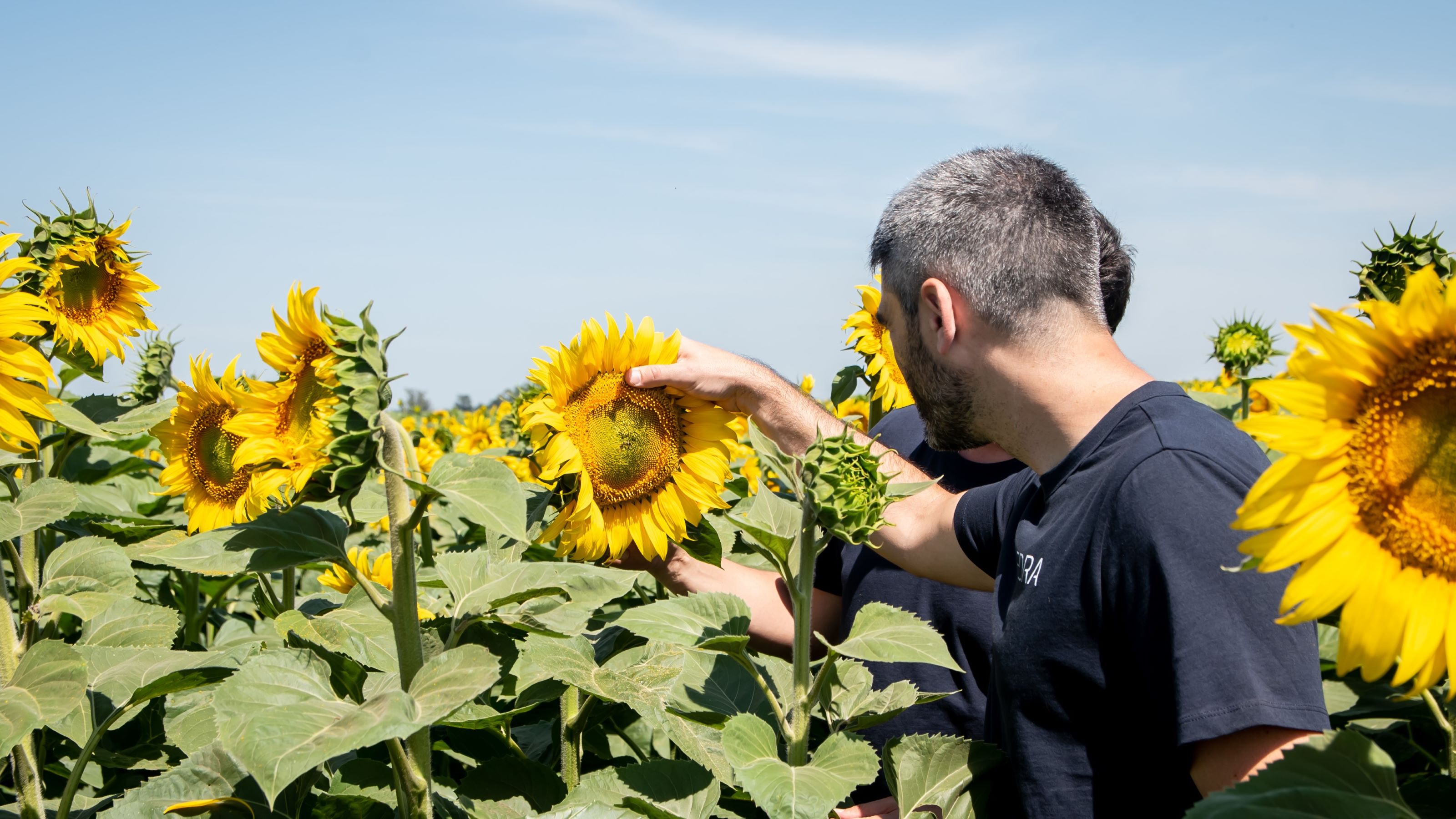 Representatives from EDRA, a new GLOBALG.A.P. Community Member in 2025, examine sunflowers on-site at one of their customer’s farms.