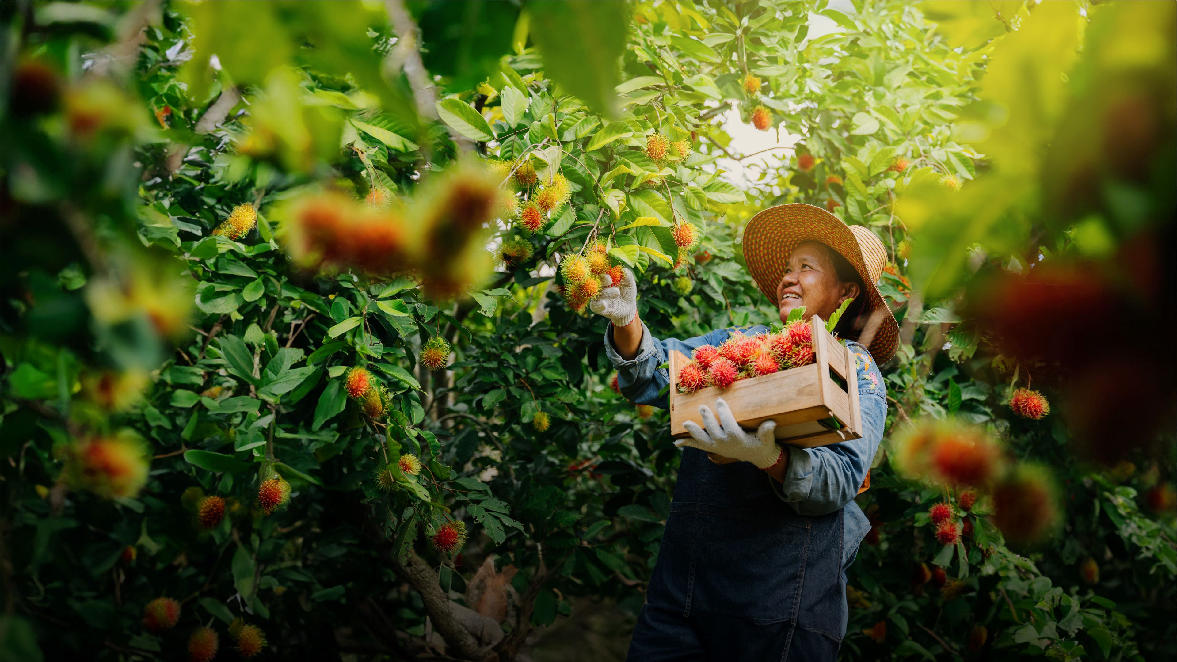 Asian farmer woman harvesting fresh rambutan in a wooden crate on a farm.