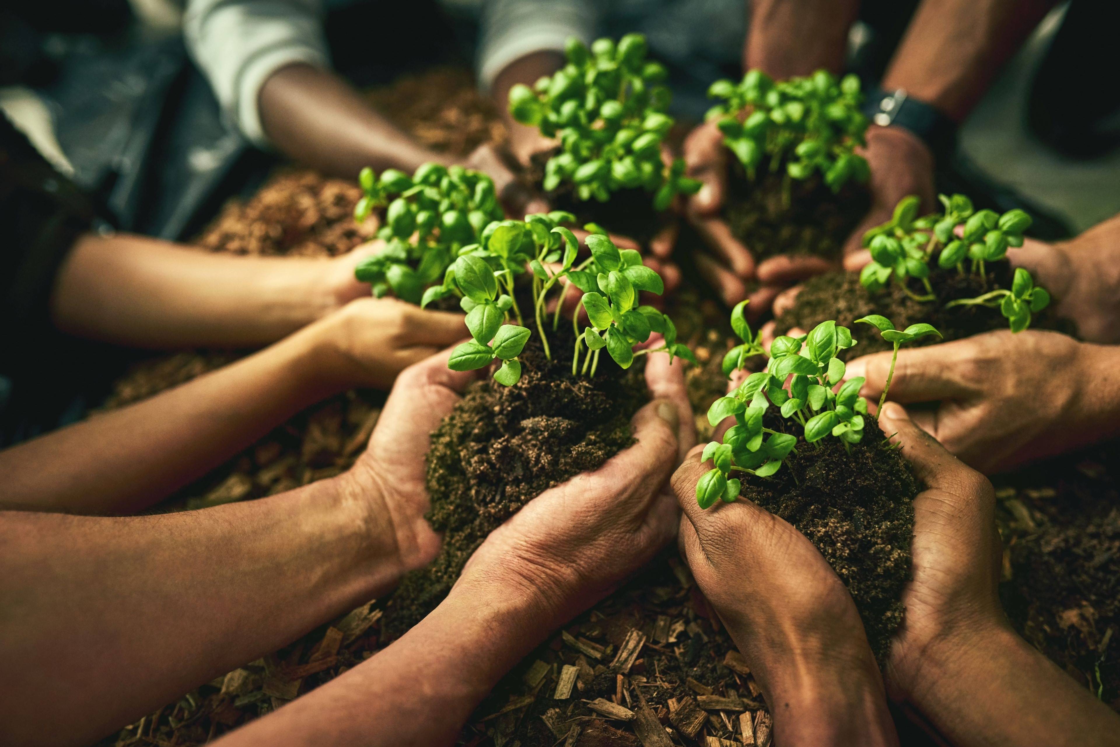 Image of producers holding young plants