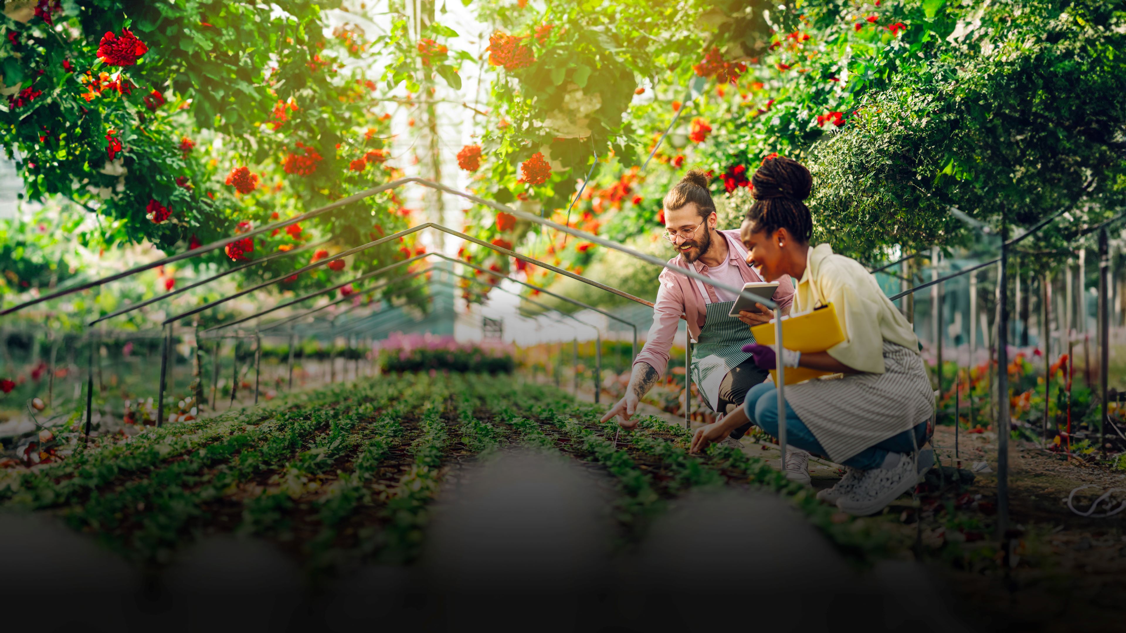 Woman and man wearing aprons kneeling by plants while working in greenhouse where plants are grown for wholesale.