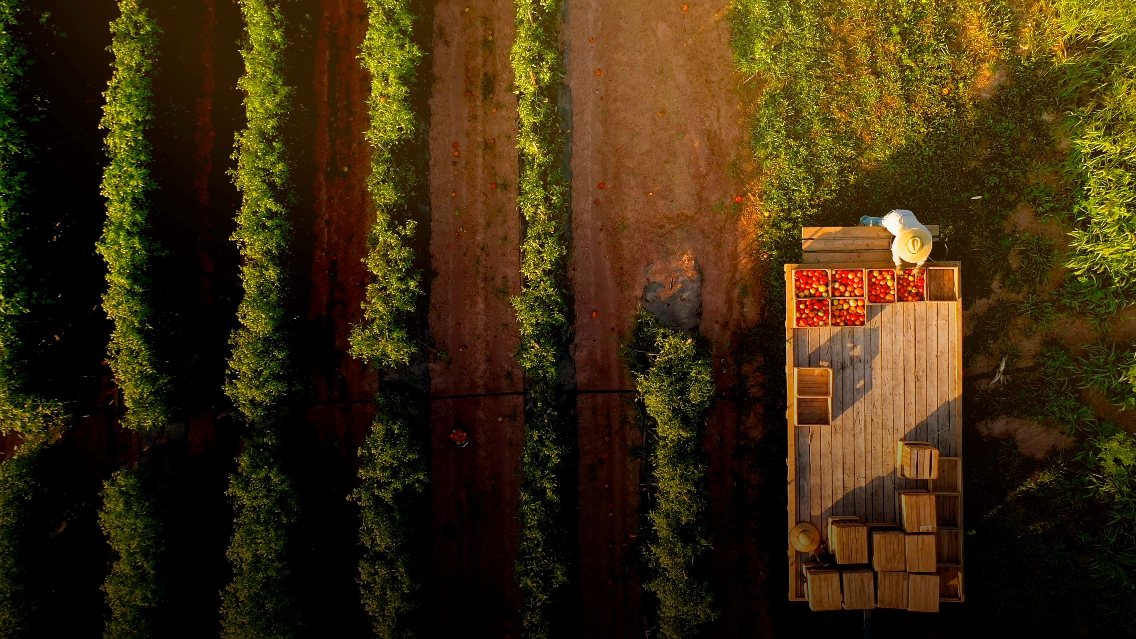 Aerial view of a farmer loading crates of freshly harvested apples onto a trailer.