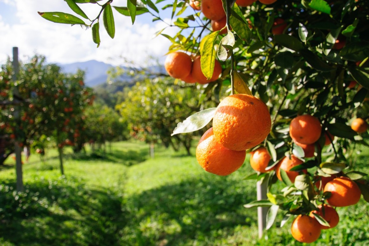 US Food and Drug Administration recognizes alignment of GLOBALG.A.P. standard with the Food Safety Modernization Act Produce Safety Rule