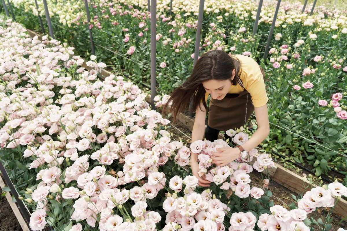 Integrated Farm Assurance version 6 transition tool now available for flowers and ornamentals