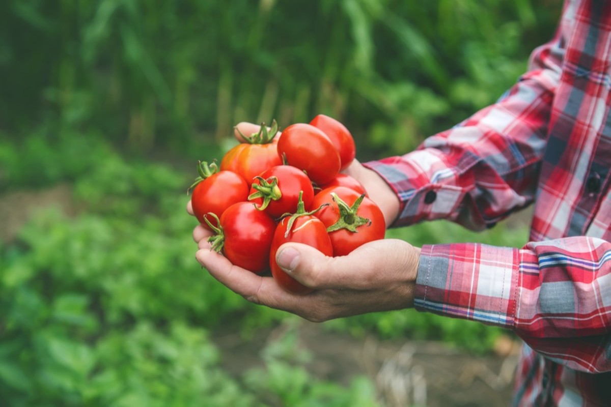 First Turkmen farm achieves GLOBALG.A.P. certification – more expected