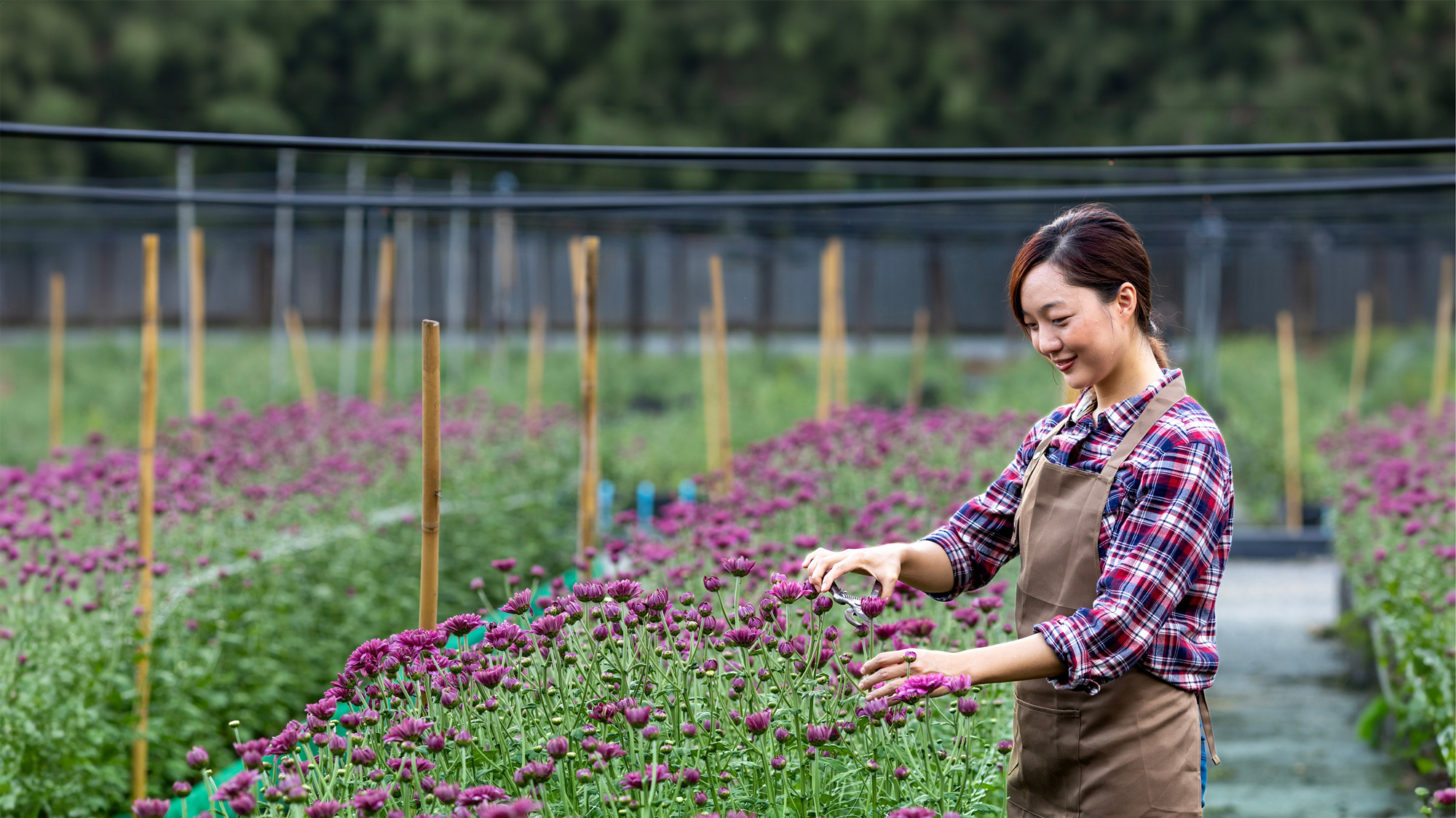 Integrated Farm Assurance for flowers and ornamentals