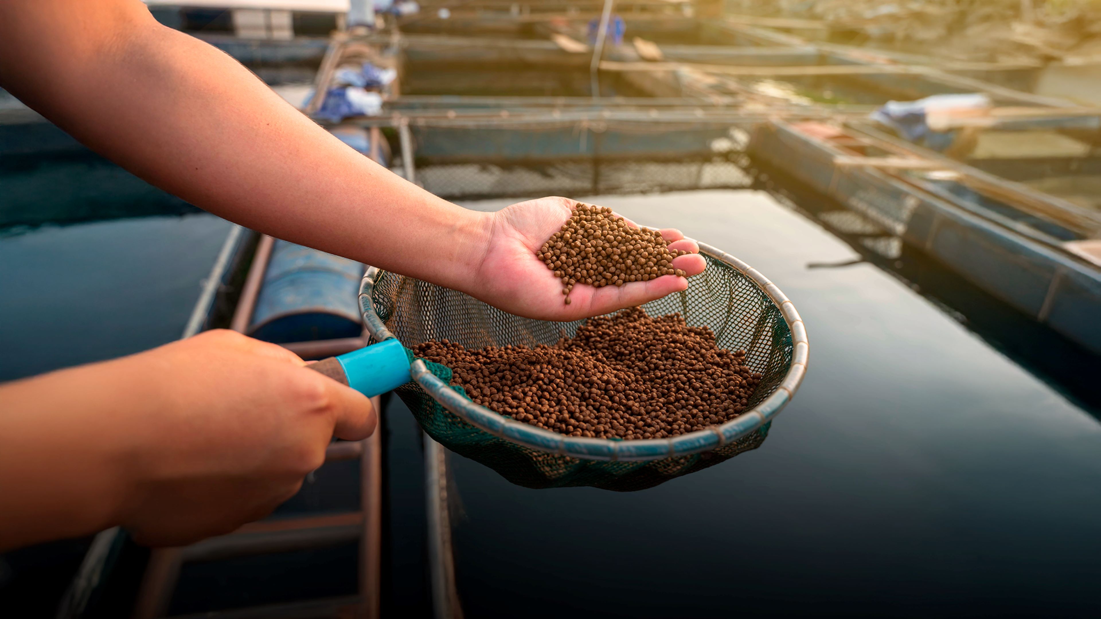 Compound Feed Manufacturing