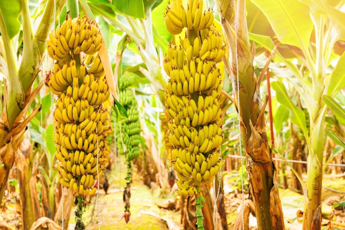 Dole achieves GRASP certification on Philippine banana farms