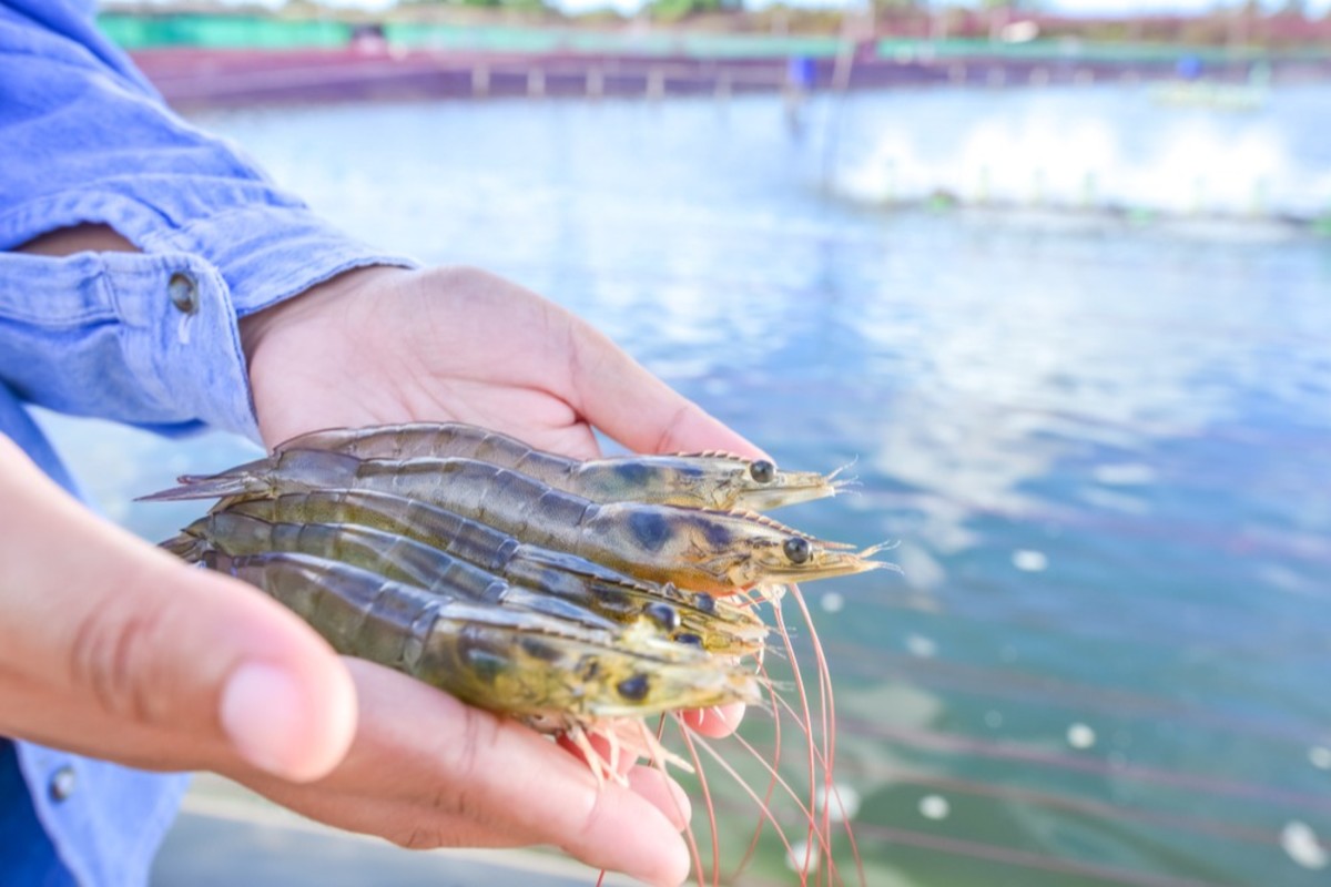 We are hailing a new era – GLOBALG.A.P. IFA standard for aquaculture v6