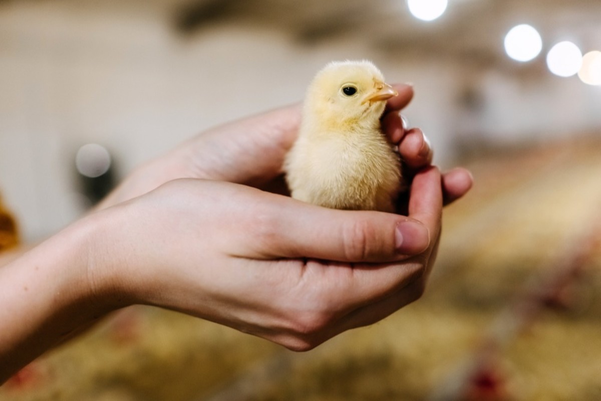 Leading Jordanian poultry farm achieves GLOBALG.A.P. certification