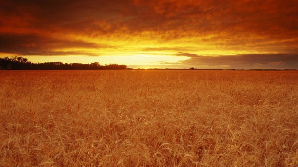 US Grains Council joins the GLOBALG.A.P. Community Membership