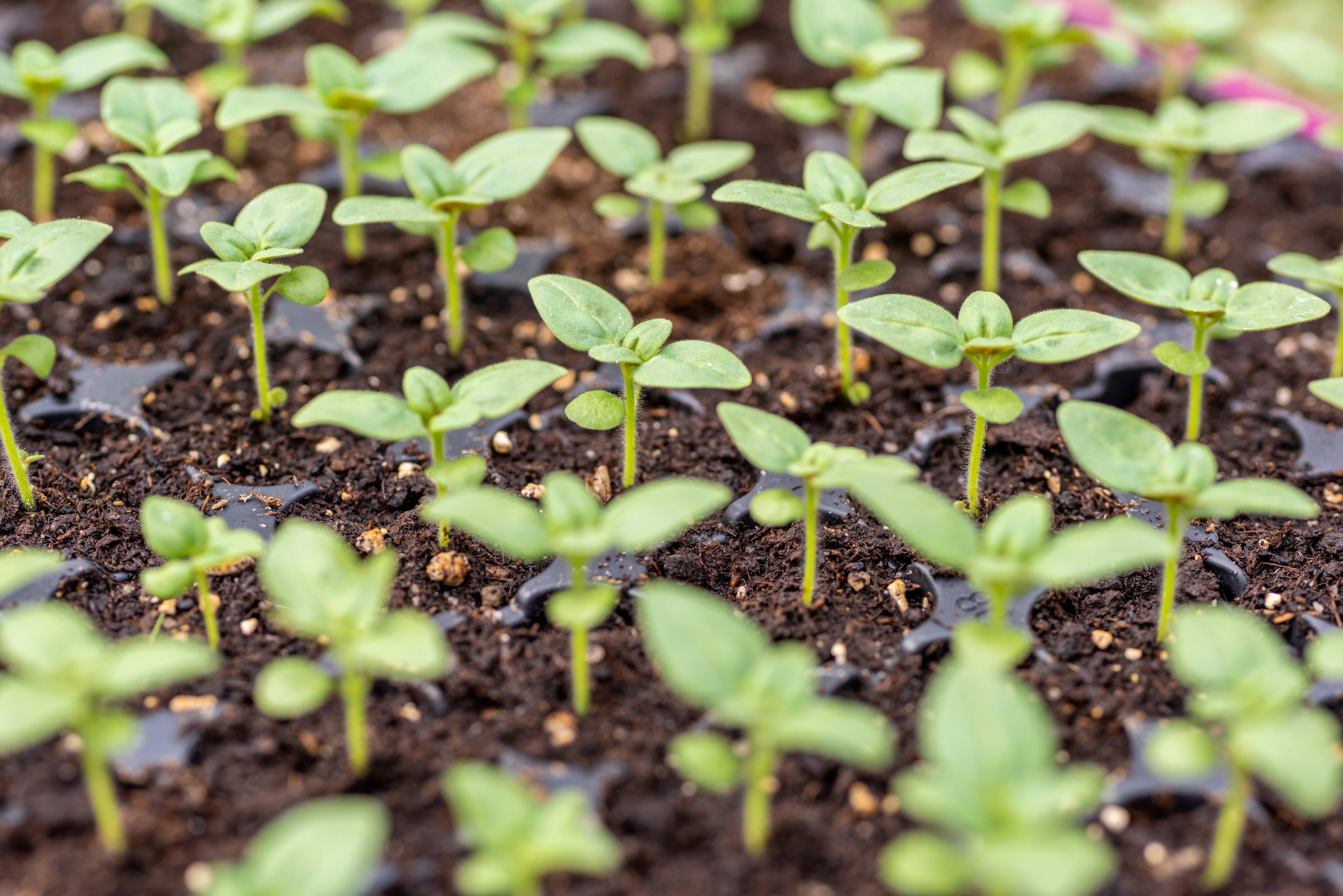 Integrated Farm Assurance for plant propagation material