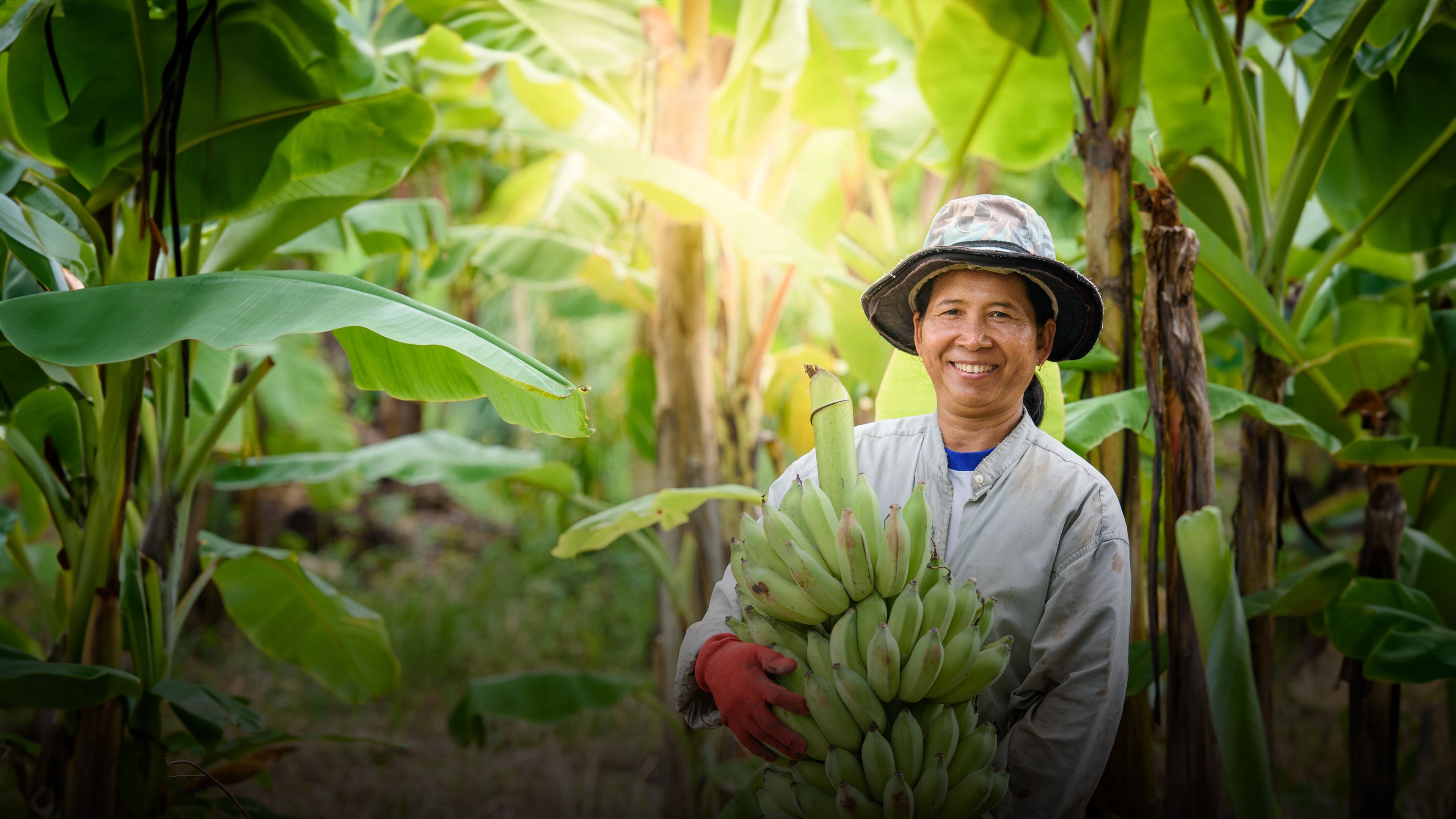 TR4 Biosecurity Add-on for Bananas