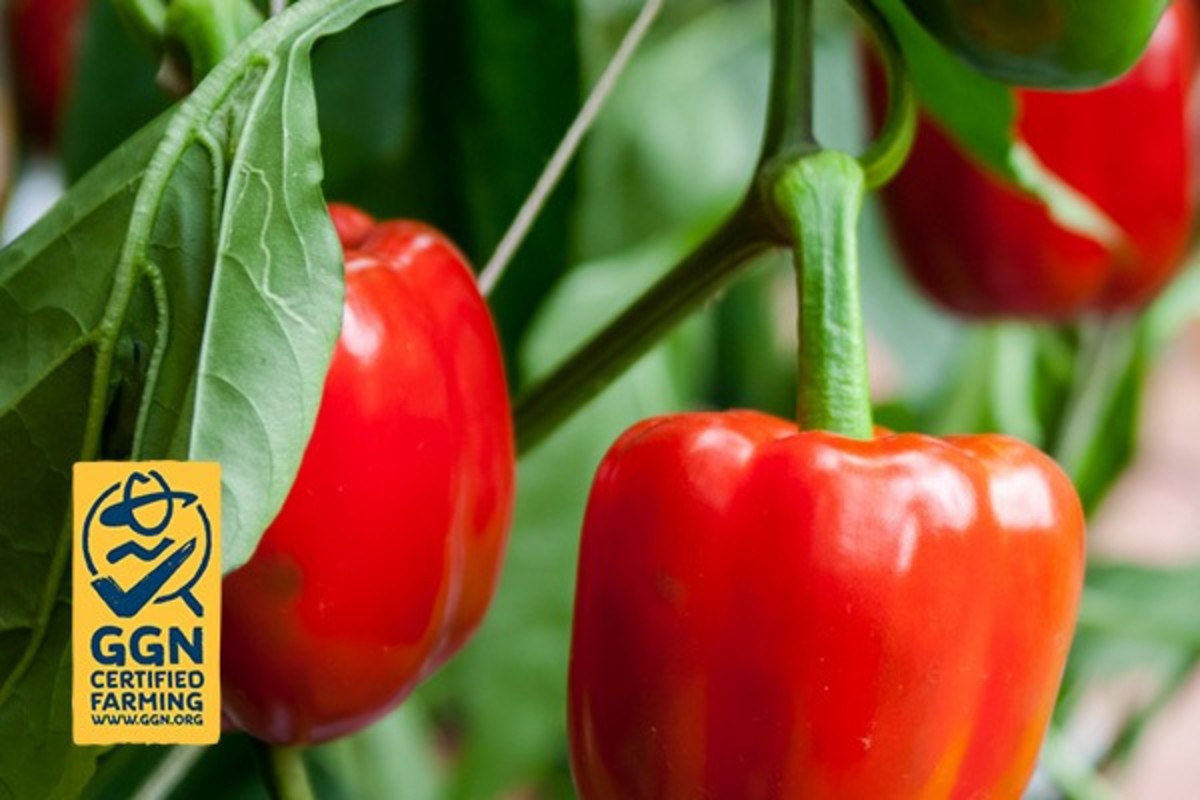 New labeling opportunity for potted fruit and vegetable plants