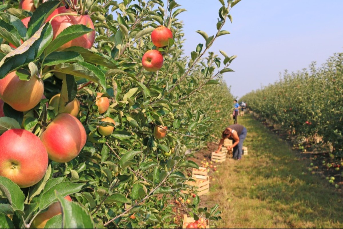 GLOBALG.A.P. meets with Italian apple producers and NTWG