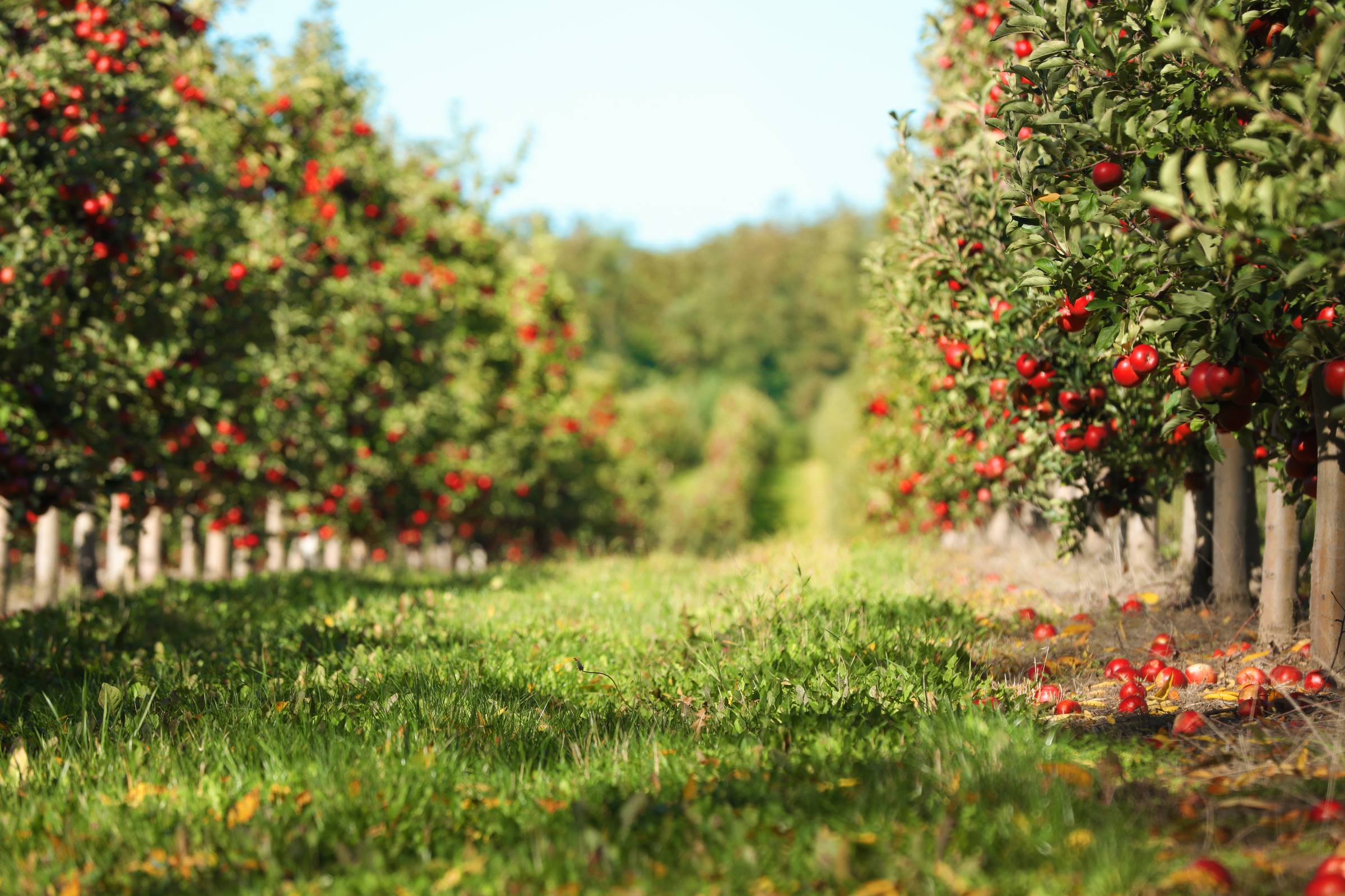 Agricultural students gain certification for high school orchard